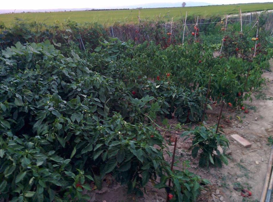 Caseta Manigotxa Deltebre Εξωτερικό φωτογραφία