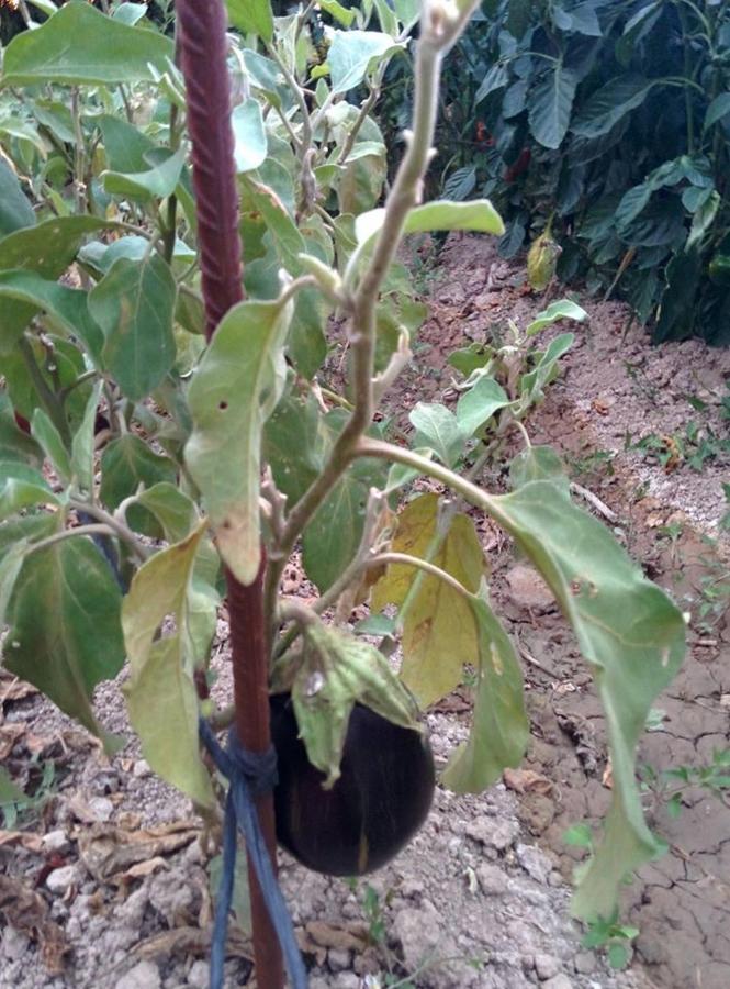 Caseta Manigotxa Deltebre Εξωτερικό φωτογραφία