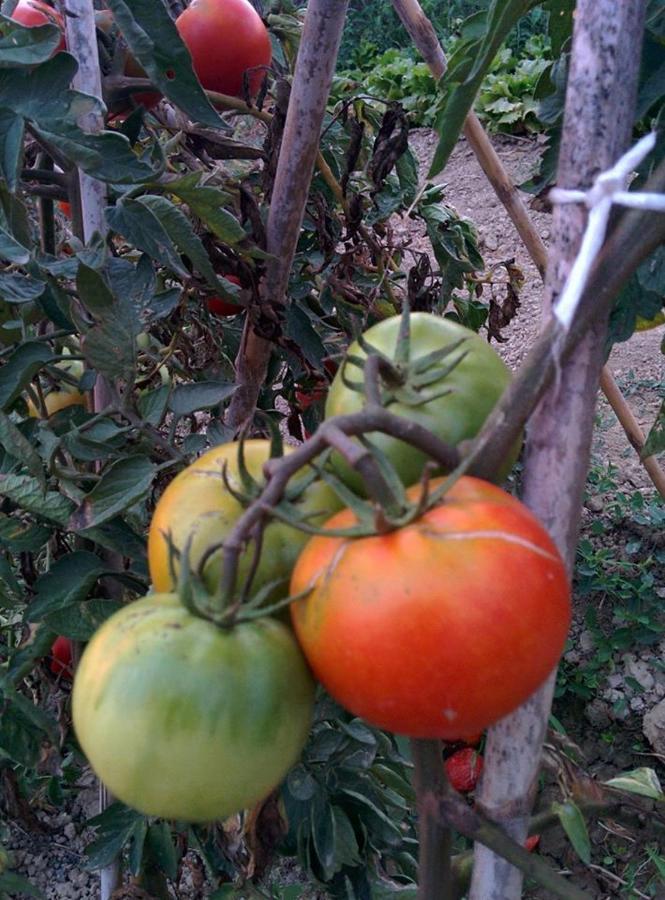 Caseta Manigotxa Deltebre Εξωτερικό φωτογραφία