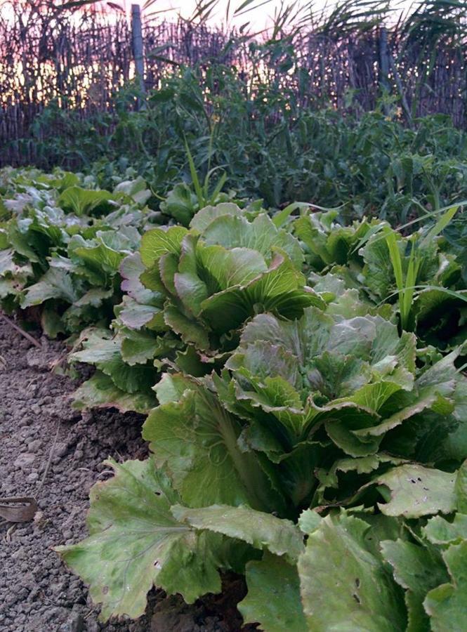 Caseta Manigotxa Deltebre Εξωτερικό φωτογραφία